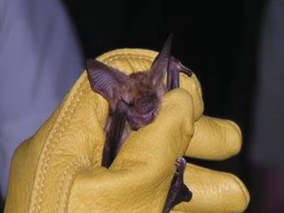 BATS IN THE BUTTES