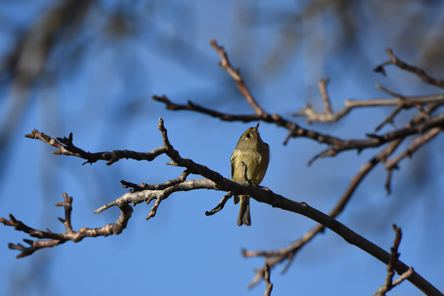 birds in buttes