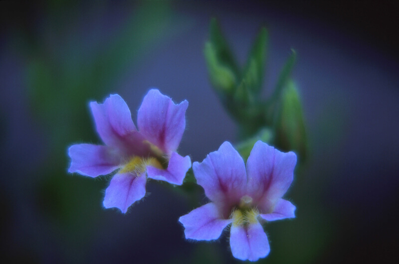 deans ridge