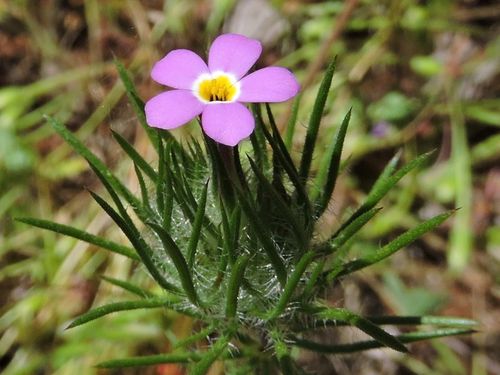 Shaeffer-Ranch-Flowers